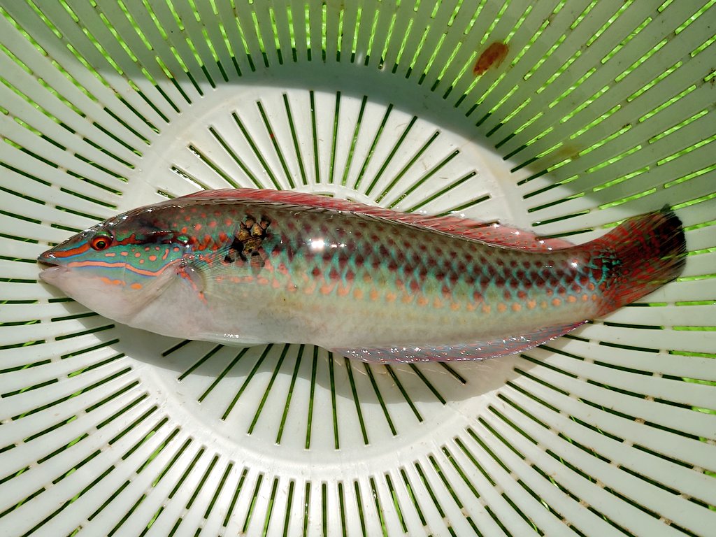 青ベラ Twitter Search Twitter