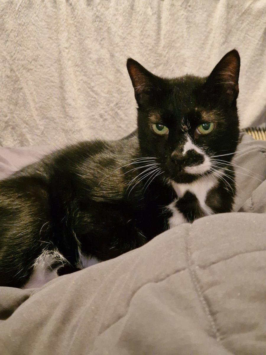 Sootycat22's tweet photo. Good news feeling much better. Mums been taking good care of me. I'm back to torturing my little brother again 😊 https://t.co/ToA14YjTbR