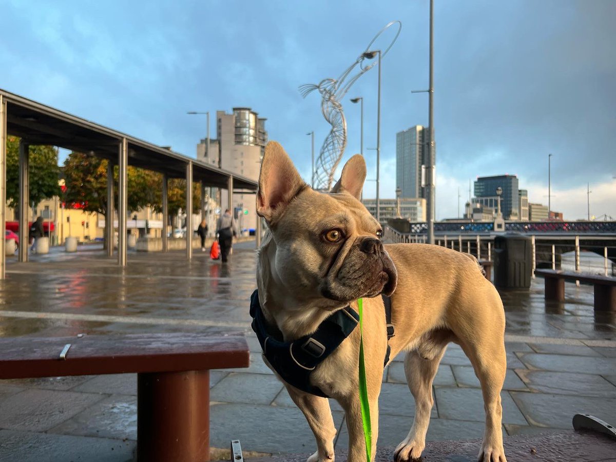 researchactive's tweet photo. #squeaksupdate a great refresher break around Northern Ireland with the hoomans  - one of the friendliest and most enchanted places to visit https://t.co/XukSXUgW0J