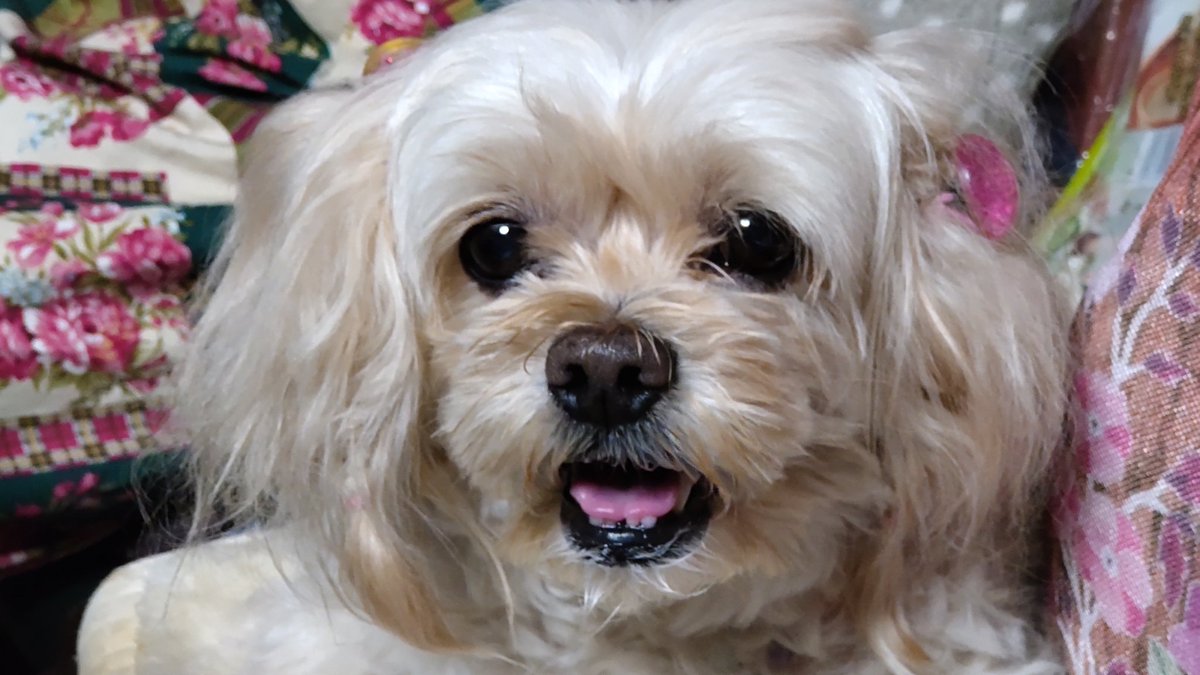 tamo_chan2001's tweet photo. お久しぶりのむ〜です
#わんこ #ペキプー #ペキニーズ #トイプードル #犬 #ペット #かわいい #peekapoo #pekapoo #cutedog #poodle #pekingese #む~ #musica https://t.co/Ant8qSsHrY