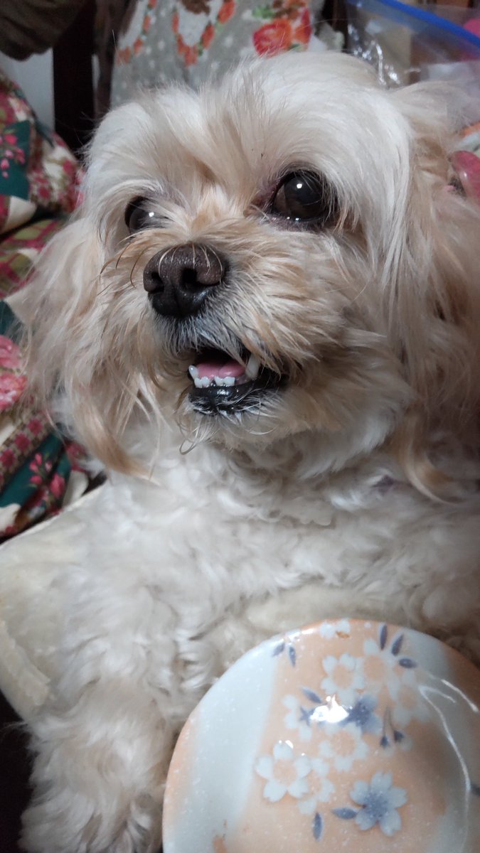 tamo_chan2001's tweet photo. お久しぶりのむ〜です
#わんこ #ペキプー #ペキニーズ #トイプードル #犬 #ペット #かわいい #peekapoo #pekapoo #cutedog #poodle #pekingese #む~ #musica https://t.co/Ant8qSsHrY
