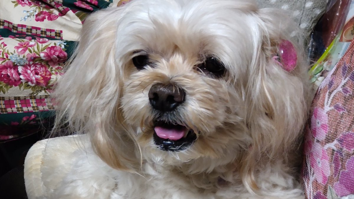 tamo_chan2001's tweet photo. お久しぶりのむ〜です
#わんこ #ペキプー #ペキニーズ #トイプードル #犬 #ペット #かわいい #peekapoo #pekapoo #cutedog #poodle #pekingese #む~ #musica https://t.co/Ant8qSsHrY