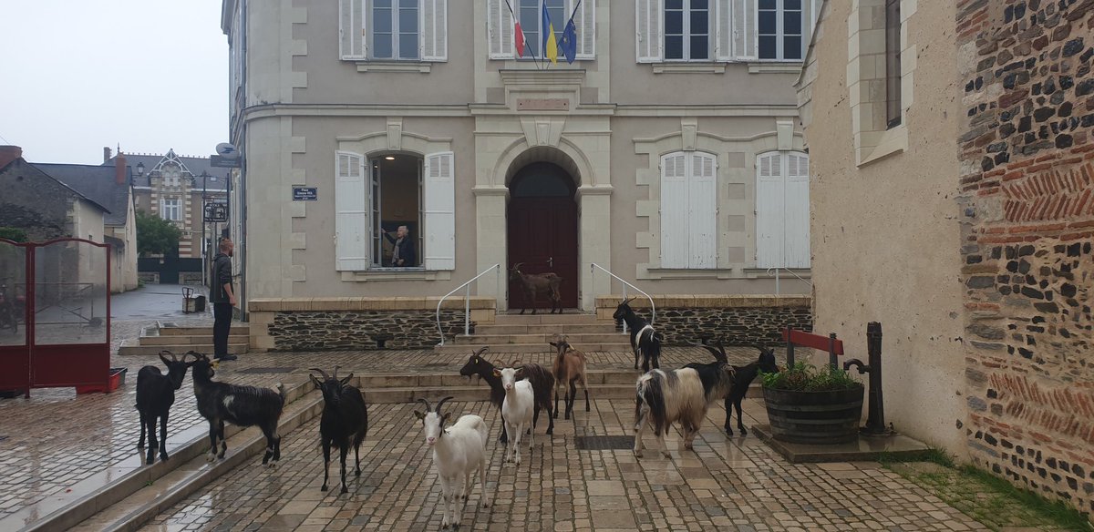 GiraultJrmy1's tweet photo. Visite surprise à la mairie ce matin !
Pas besoin d'organiser de #transhumance comme à @ville_trelaze, les 🐐 viennent à nous toutes seules.
#chevres
#zerophyto
#vignoblebio https://t.co/i3qzPu7N6L