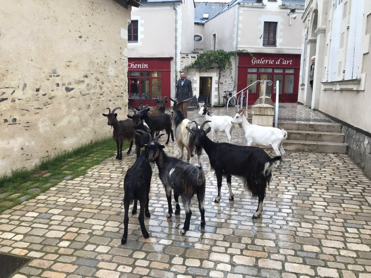 GiraultJrmy1's tweet photo. Visite surprise à la mairie ce matin !
Pas besoin d'organiser de #transhumance comme à @ville_trelaze, les 🐐 viennent à nous toutes seules.
#chevres
#zerophyto
#vignoblebio https://t.co/i3qzPu7N6L