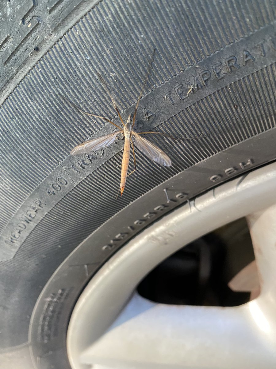 Tipula paludosa still hanging on, this a female from a new tetrad in the East Riding of Yorkshire