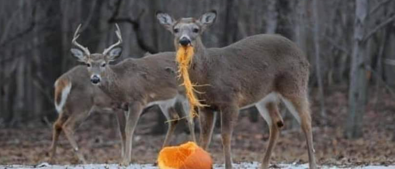 Its  pumpkin season. Make sure you leave whatever isn't consumed in a field or woods for wild life to eat. They are safe and the seeds act as a natural dewormer.