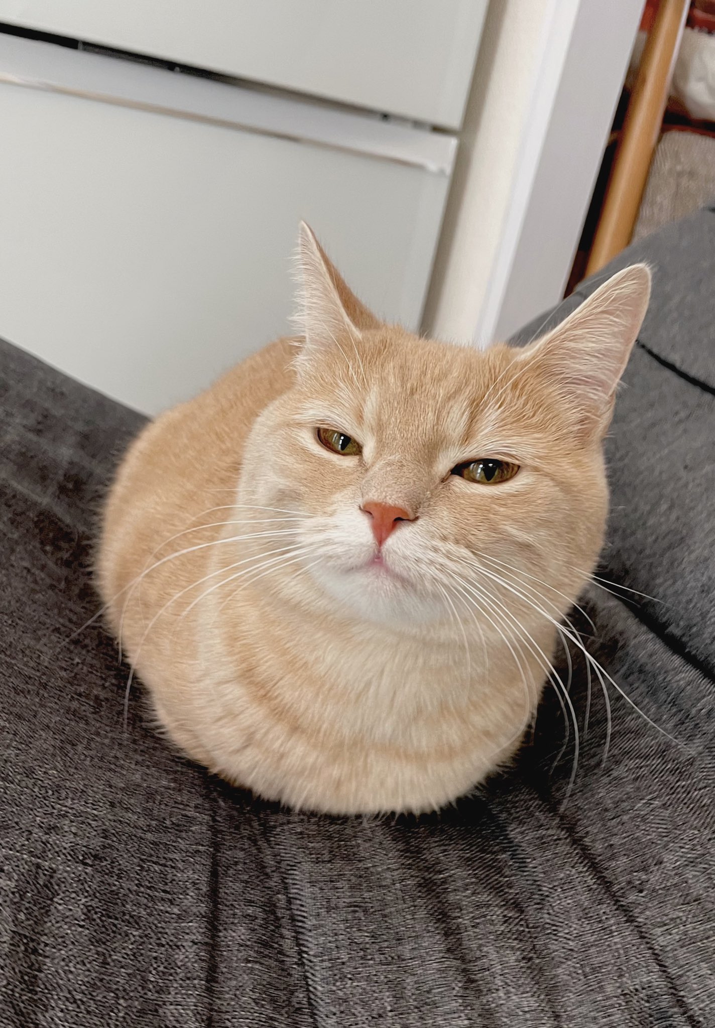 くるみ きなこもち Curumicat Twitter