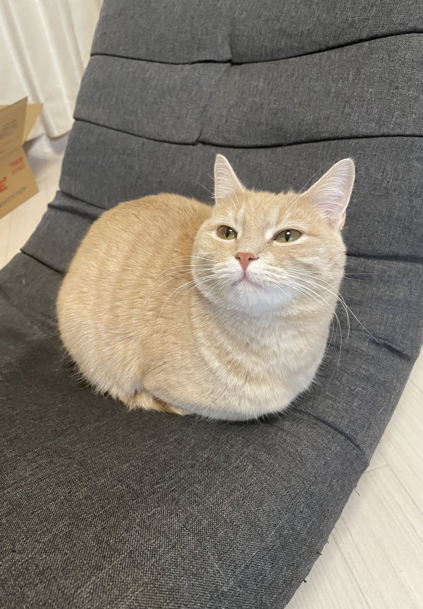くるみ きなこもち Curumicat Twitter