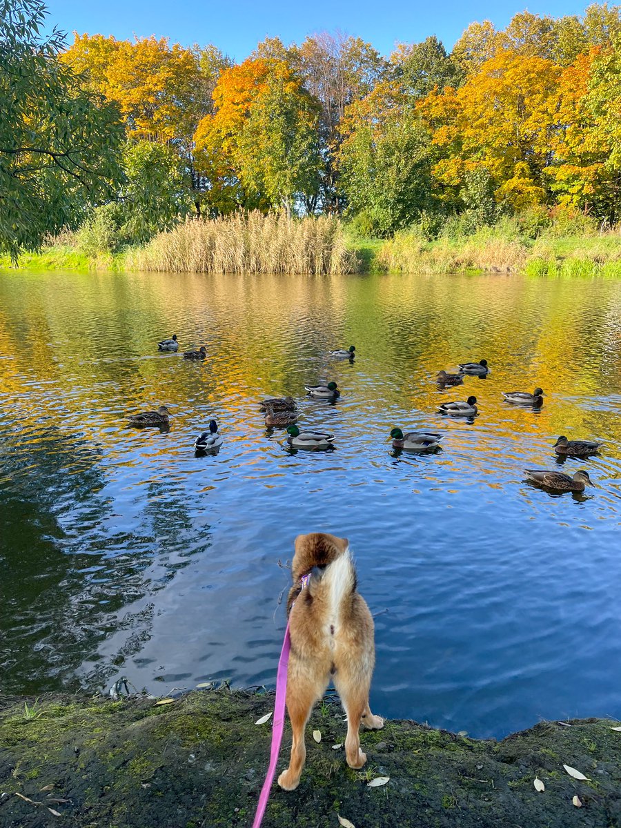 Good morning #NFTFam 
Have a great weekend ✨
We’ve just got home after walking in the autumn park 😍