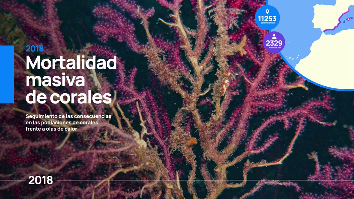 En el año 2018 también se identificó una masiva mortalidad de corales y nuestra comunidad investigó las consecuencias de esta mortalidad, principalmente se descubrió que fueron unas fuertes olas de calor.

Puedes ver el vídeo completo en: youtube.com/watch?v=S8rLa1… 

#OdM10Años