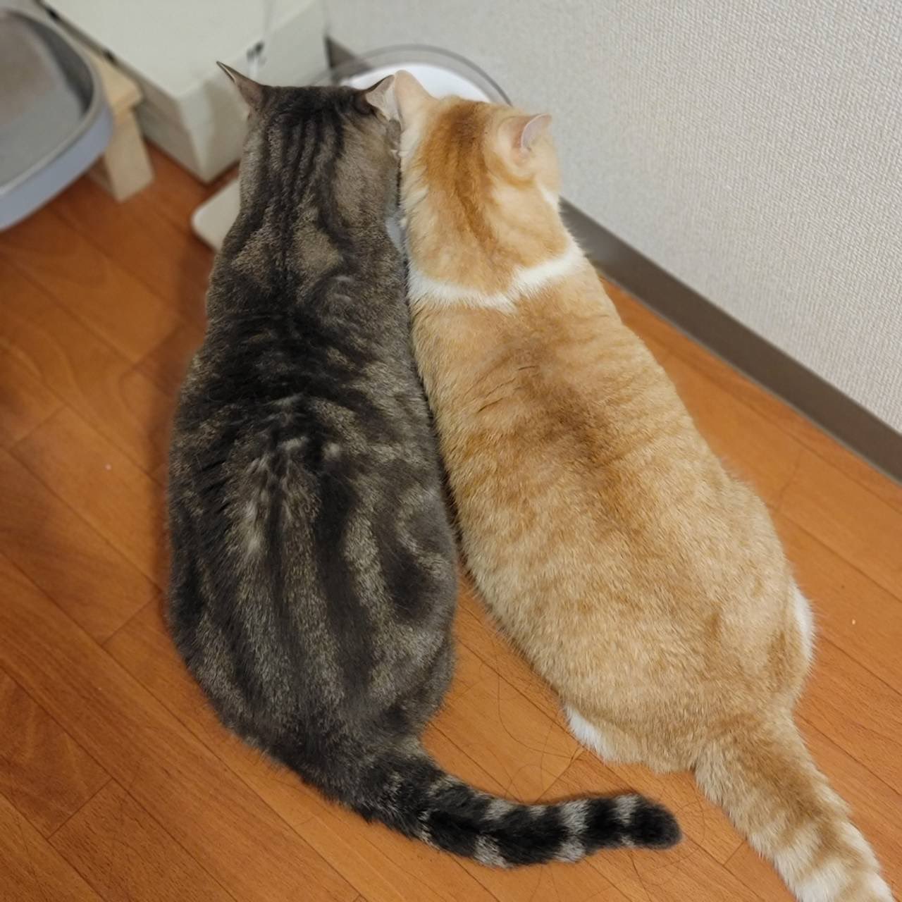 ししまるとさぶろー 短足マンチカン Nekotansoku Twitter