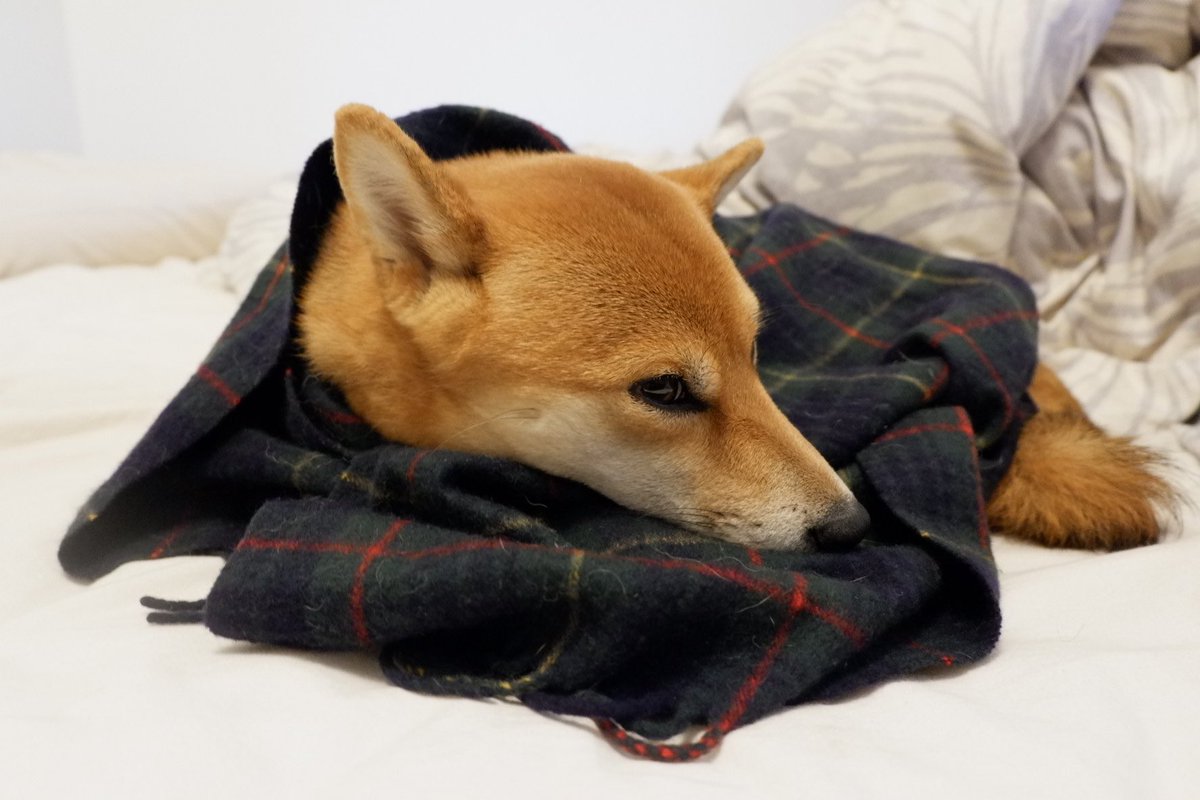 shibainuinparis's tweet photo. Autumn vibes 🍁 秋だねぇ https://t.co/HvNg5CLMQN