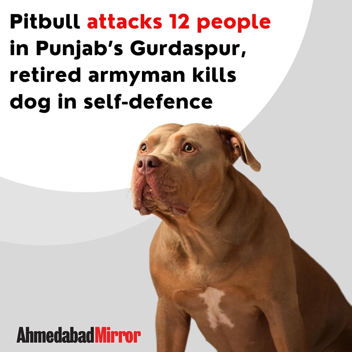 ahmedabadmirror's tweet photo. Pitbull attacks 12 people in Punjab’s Gurdaspur, retired armyman kills dog in self-defence
#pitull #petdog #punjab #wildanimal #armyman #dogsquad #attack #ban #rescue #savelife #injury #politics #politicalnews #viral #newspaper #ahmedabadmirror #breakingnews #india https://t.co/eM6BpMqwvY