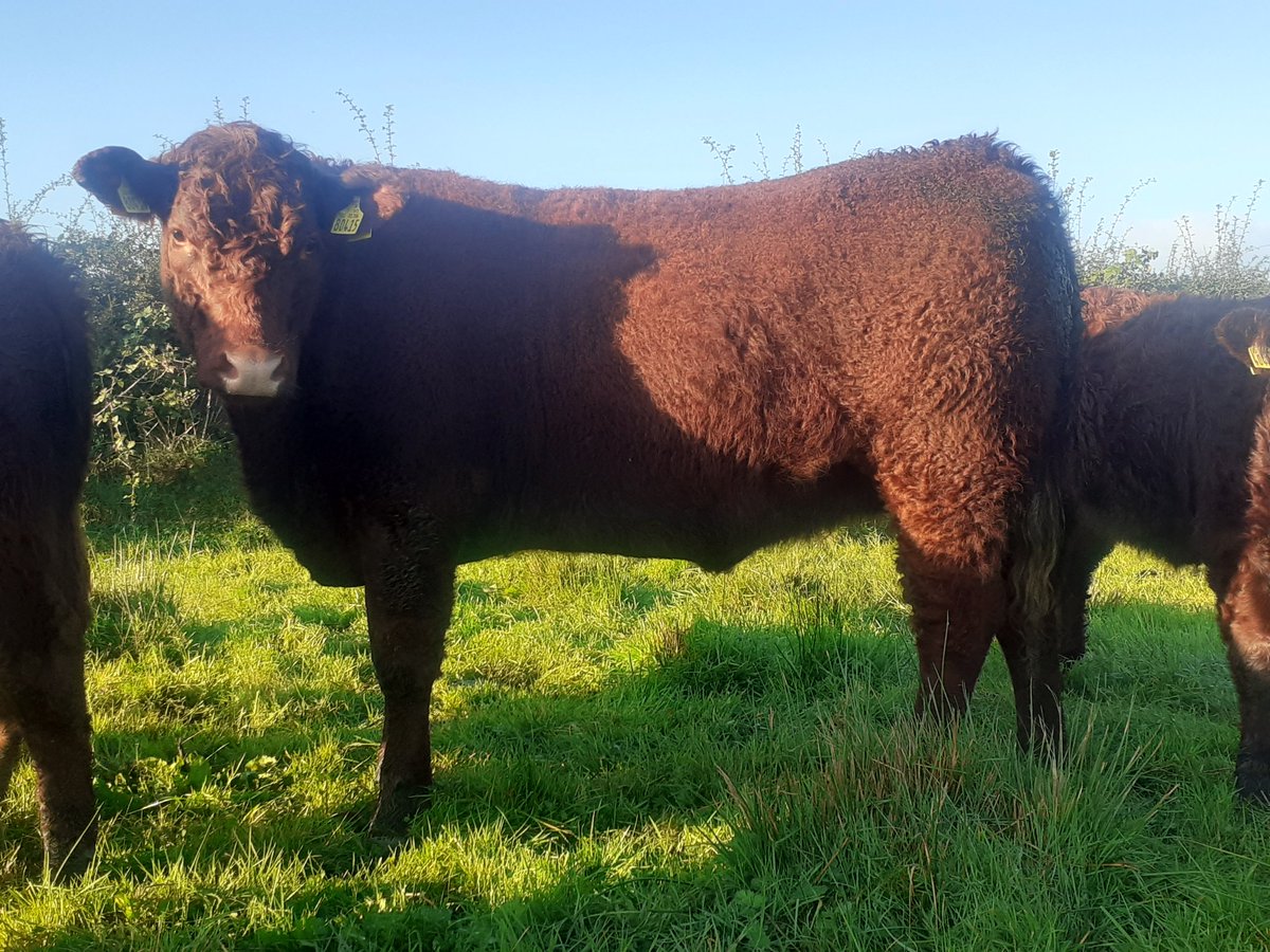 KirraneDavid's tweet image. Montesqieu daughter calving in Spring 2023 at 26mths. Weight 540kg @doveagenetics