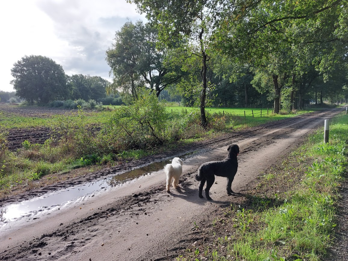 Karin_BG's tweet photo. Een mooi begin van oktober, een wandeling over de Uffelter Es en de Winkelsteeg.
#Uffelte #ZwDrenthe https://t.co/sL7gQaTwS8