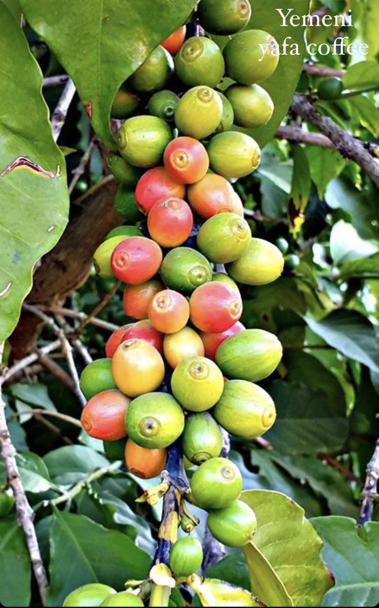 #يوم_القهوة_العالمي