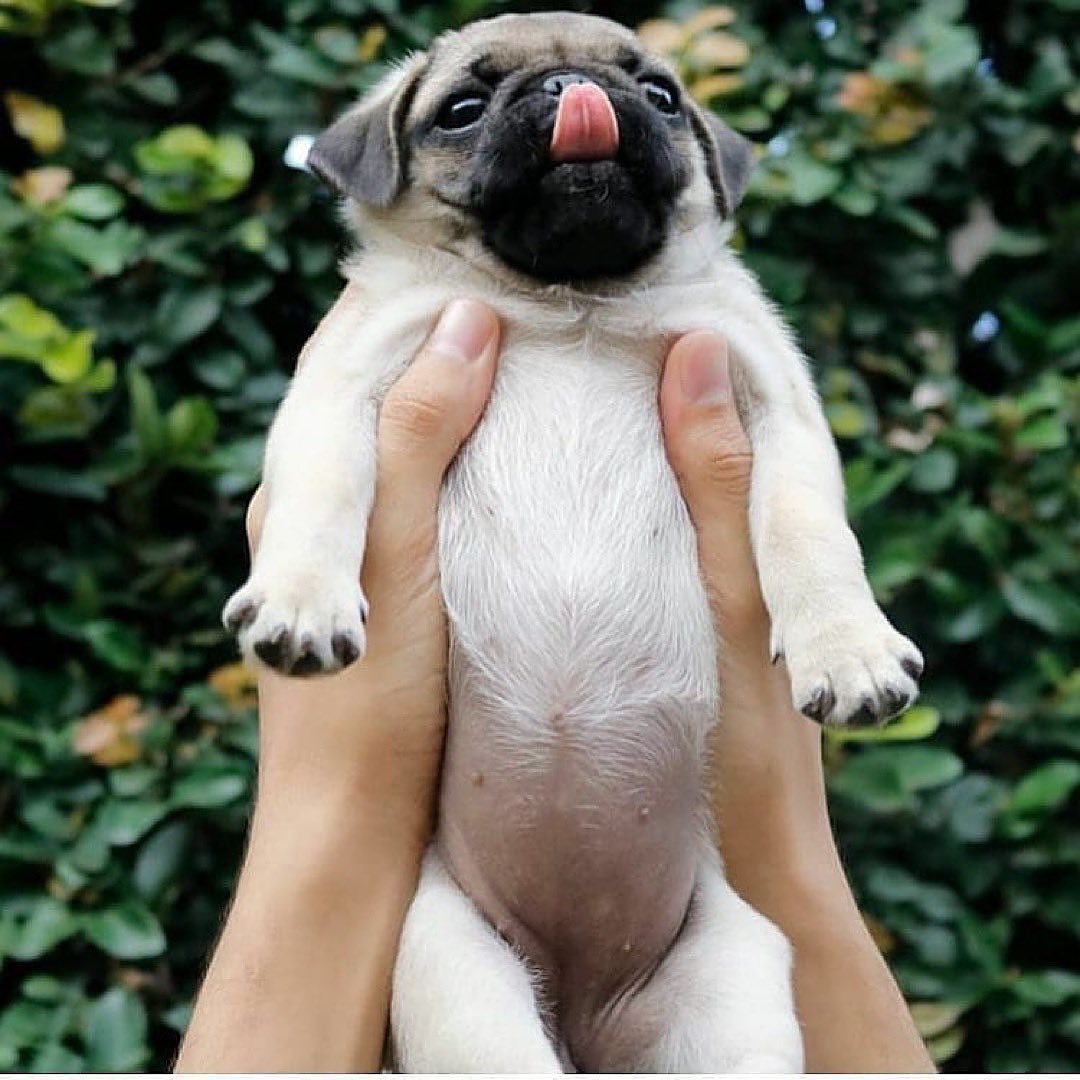 Awww 😍😍😍  
#pug #pugs #Pugdoge #puglovers #puglife