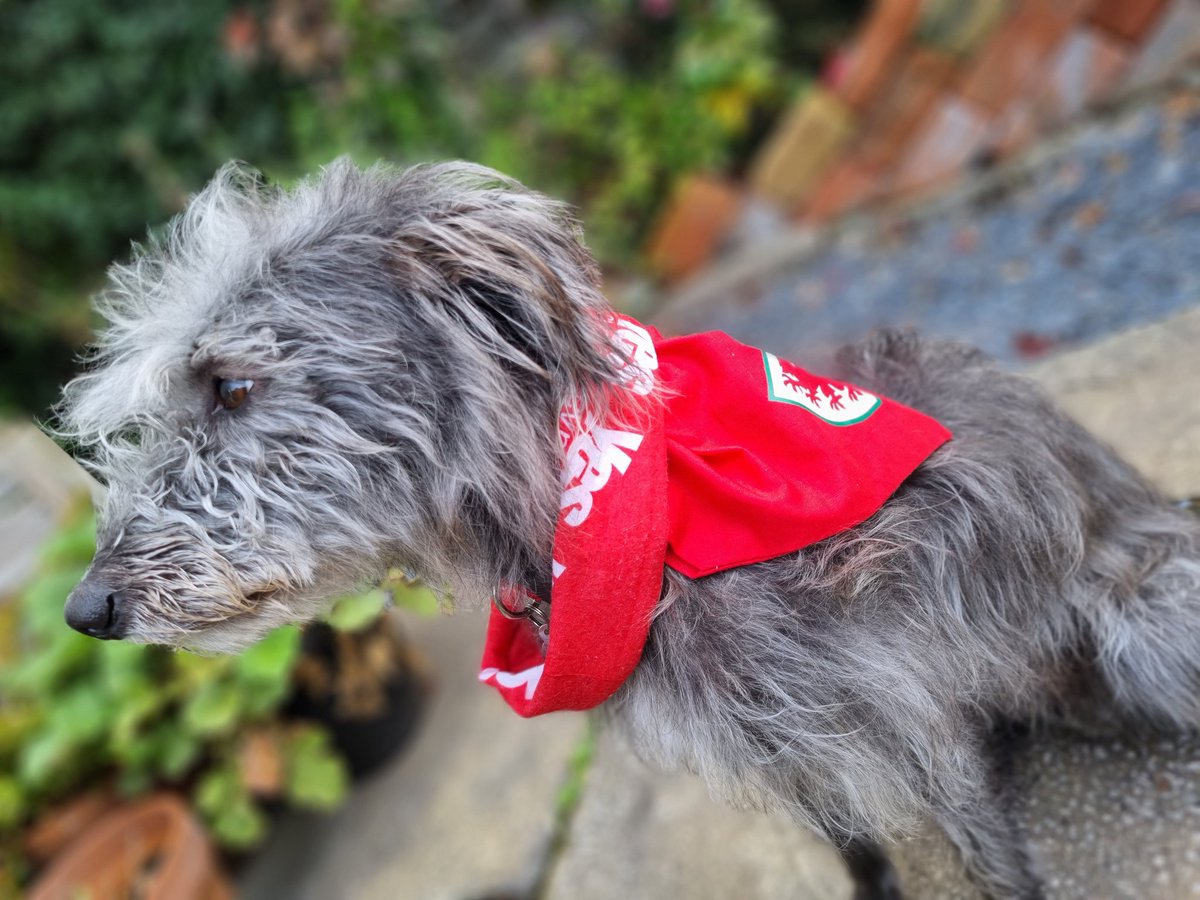 grangedog_rosie's tweet photo. BAROD! #AUOBCaerdydd @YesCymru @AUOBCymru @IndyWalesFans #indydog 🏴🐾 https://t.co/pECQlPO3Ix