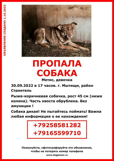 Поможем найти животинку!