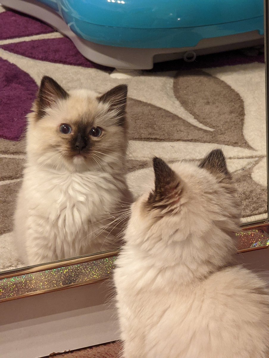 Hugo Fluffybutt - the Cat tweet media