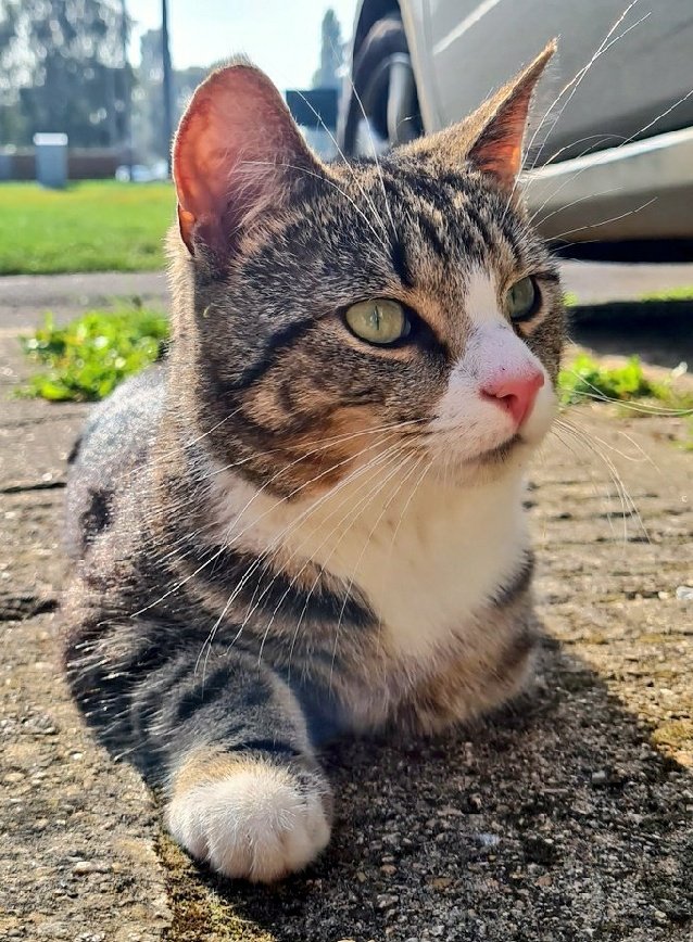 thekittenwinksy's tweet photo. Happy Caturday love Winksy x https://t.co/u2TnRSZ1pg