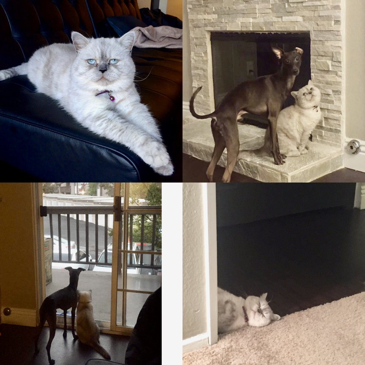 I had to put my cat down yesterday night. We found him on the street 7 years ago. He lived a spoiled life in three countries. He was an amazing cat and he will be missed greatly💕💕💕 meow🙌🏻