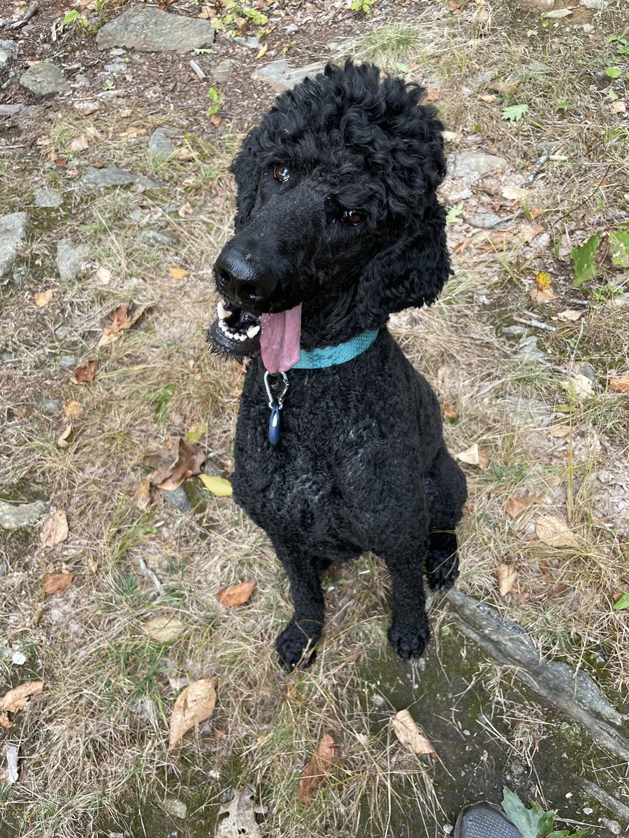 jessicargrant's tweet photo. @serenawilliams Standard poodles! I bet Ollie would volunteer to be your dog if I would let him. https://t.co/FUpx1SukGW