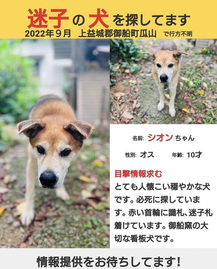 北海道の迷い犬一覧 Find My Pet