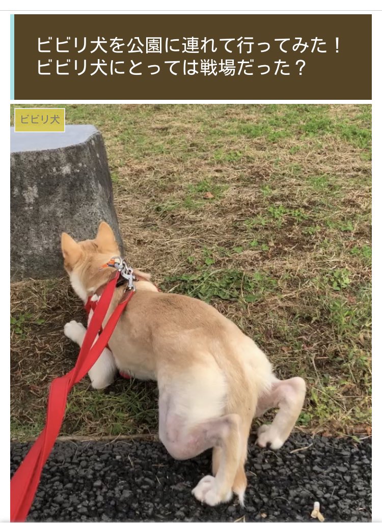 びびり犬 Twitter Search Twitter