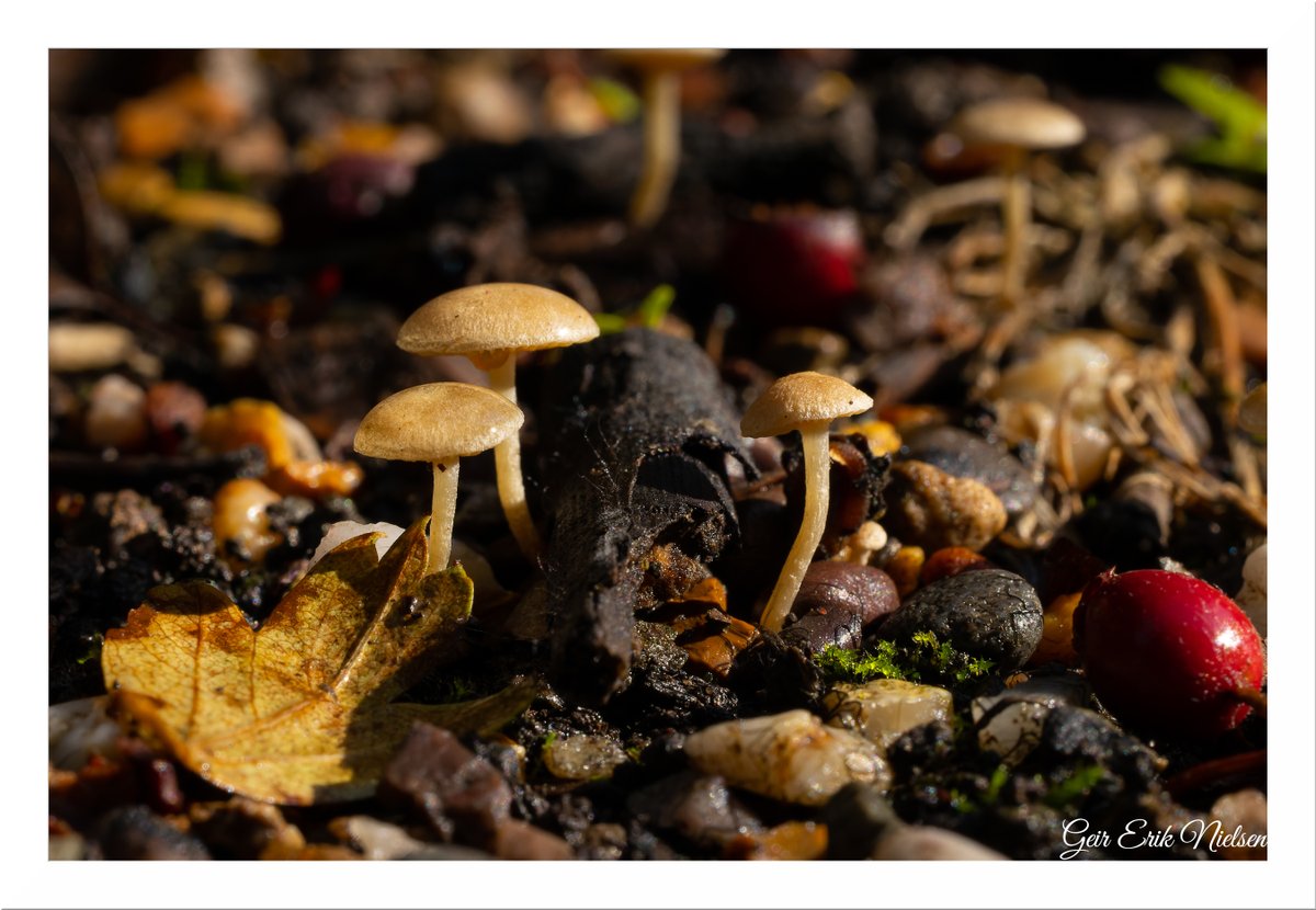 Geir Erik Nielsen tweet media