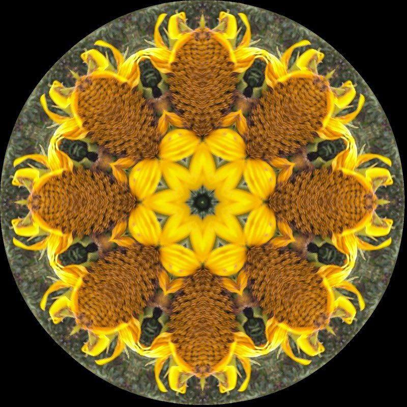 gennepher's tweet photo. #KaleidoSaturday
#laboscope
#sunflower https://t.co/1Au99hZWUq