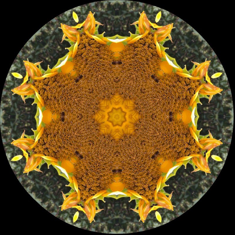 gennepher's tweet photo. #KaleidoSaturday
#laboscope
#sunflower https://t.co/1Au99hZWUq
