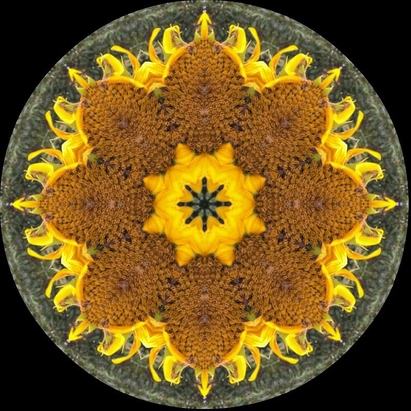 gennepher's tweet photo. #KaleidoSaturday
#laboscope
#sunflower https://t.co/1Au99hZWUq
