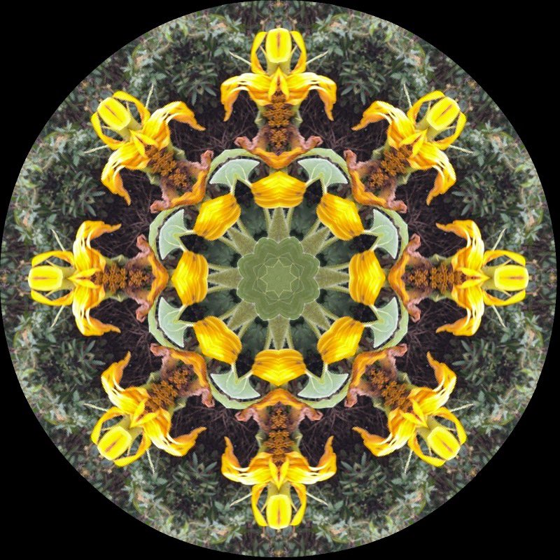 gennepher's tweet photo. #KaleidoSaturday
#laboscope
#sunflower https://t.co/1Au99hZWUq