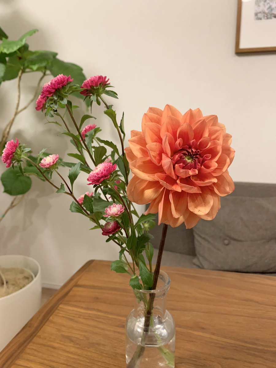 Makoto_Pin2's tweet photo. 「突然もらって嬉しいギフトはお花」
思い立っ���時に妻にプレゼント。
お花は自分で選ぶようにしてるんですが、お花はギフトする側も嬉しくなる。

本日はダリアと赤いアスター
#HibiyaKadan 

前回はルビーとブランティーク
#青山フラワーマーケット https://t.co/KMyZNbCYJu