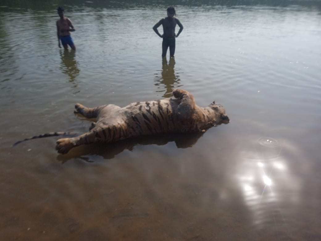 An adult #tiger from MP #Pench poached.The carcass with a missing #paw was found floating on Pench River on Saturday. @mpforestdept @ntca_india @moefcc @MPTourism @PenchMP @SunilWarrier1 @TOIBhopalNews @TOI_Nagpur @byadavbjp @WCT_India @SatpudaF @SLTPtigers @WCCBHQ @SPYadavIFS