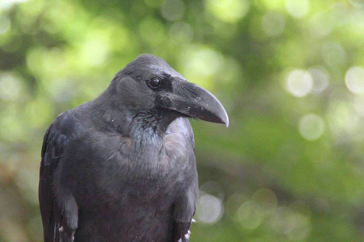 カラカラカラス on Twitter 