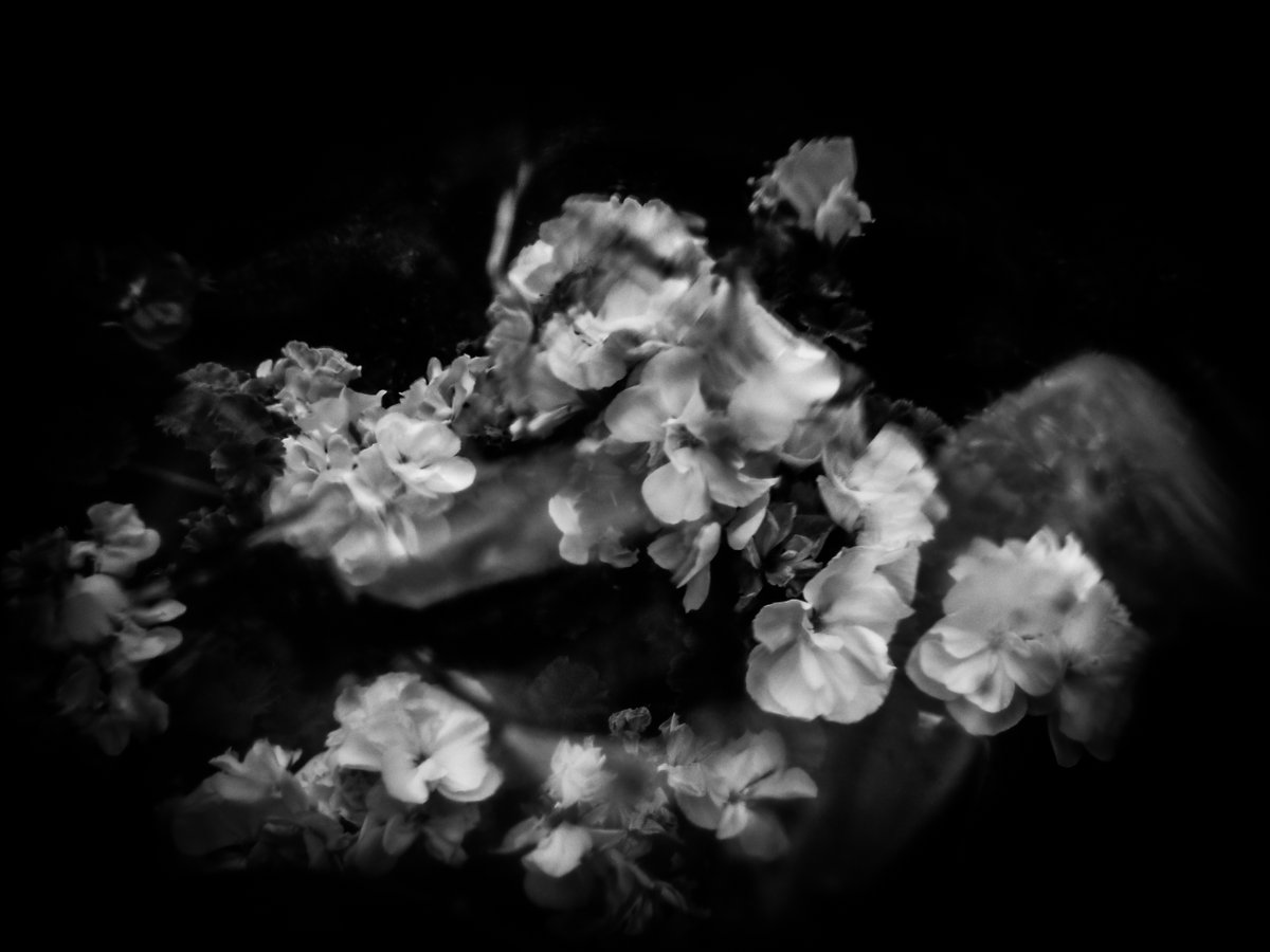 photo_rabbit's tweet photo. #flower #Flowers #flowerpower #blackandwhite #photography #photo #whiterabbitstories #picoftheday #goodmorning https://t.co/yUVm1ogEwX