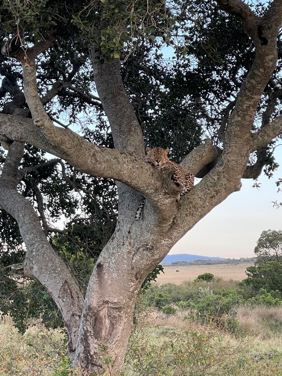 ARPAfricaTravel's tweet photo. Leopard spotted in a tree in Masai Mara National Reserve by a Pollman's Tours & Safaris driver-guide.
#MasaiMara #MagicalKenya #Pollmans https://t.co/KHhNYE13VS