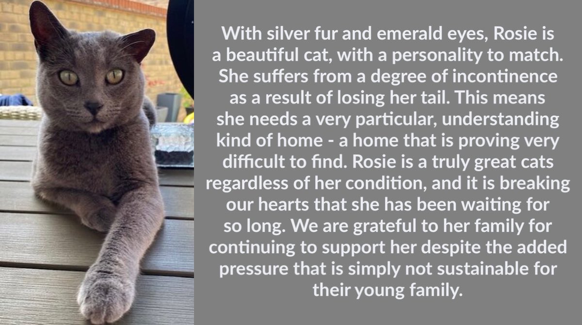 catcuddles's tweet photo. We’ve had very little interest in one of the most lovable, fun, and friendly cats you could ever hope to meet - Rosie. If you can offer her the home she needs visit https://t.co/Qli4Gms8WO

If you can’t please RT and help us reach Rosie’s future family #CatsOfTwitter #Caturday https://t.co/cBtC7y8Lc3