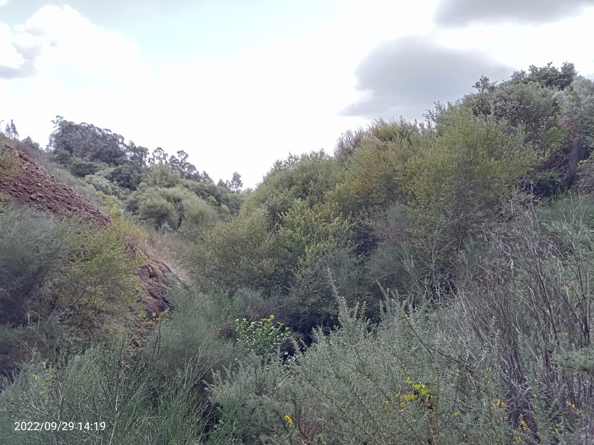 GFAugasGalicia's tweet image. ...que non só intenta integrar unha actuación no medio, tamén a de evitar a perda de terreos e vislumbrar 11 anos despois coa colonización expontánea de vexetación, a tan esquecida conectividade. 
Parabéns💁!