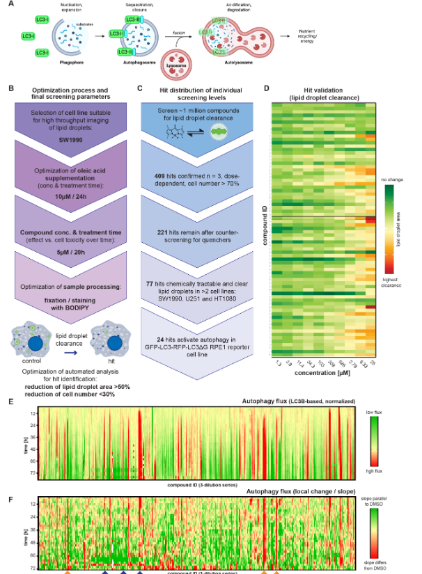 ScienceofPD's tweet photo. New @biorxivpreprint manuscript presents a high content imaging-based screen of 940K small molecules to identify those that accelerate lipid droplet clearance; Highlights EIF2AK3/PERK activator CCT020312 as a mTOR inhibitor-independent autophagy activator
https://t.co/ZZVap9zzA8 https://t.co/JFGLJzCWgN