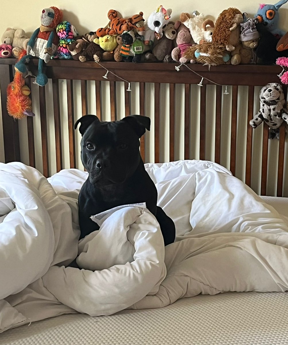 Good morning!!! What's for breakfast? #STAFFY #staffysaturday #dogsoftwitter