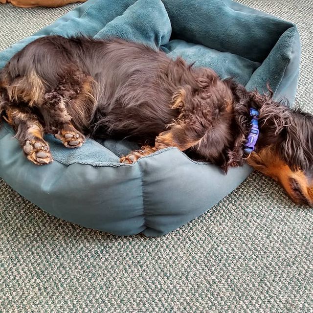 bangersarefab's tweet photo. Just about still morning. A hive of action here . #dogsoftwitter #dogs #saturdaysleepin #burstingintotheweekend https://t.co/qnlAVxlNch