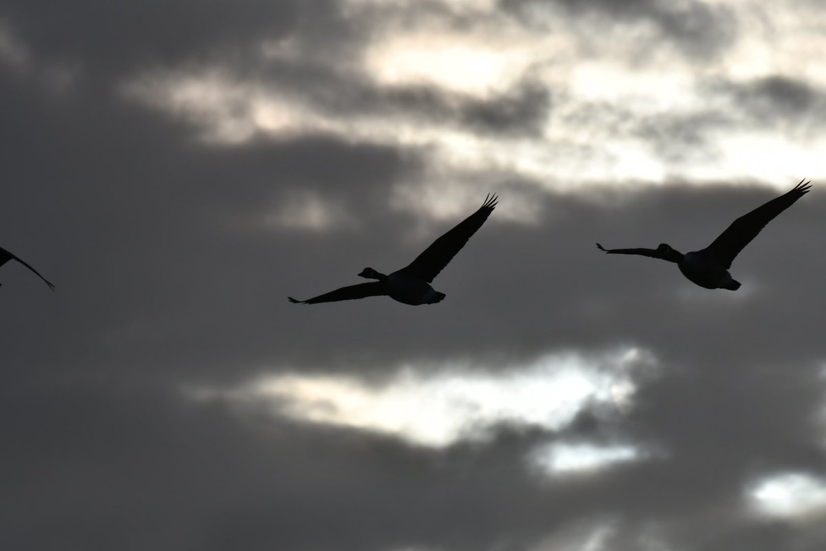 Tim Ridgeway tweet media