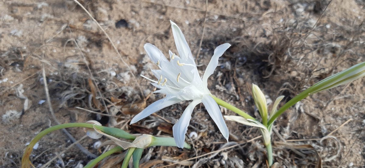 Lirio de Mar
El Lirio de mar (Pancratium maritimun), es una planta bulbosa que se desarrolla sobre los sistemas dunares del litoral y nos ofrece una maravillosa floración. Artículo: territorionaturaleza.blogspot.com/2022/10/lirio-…