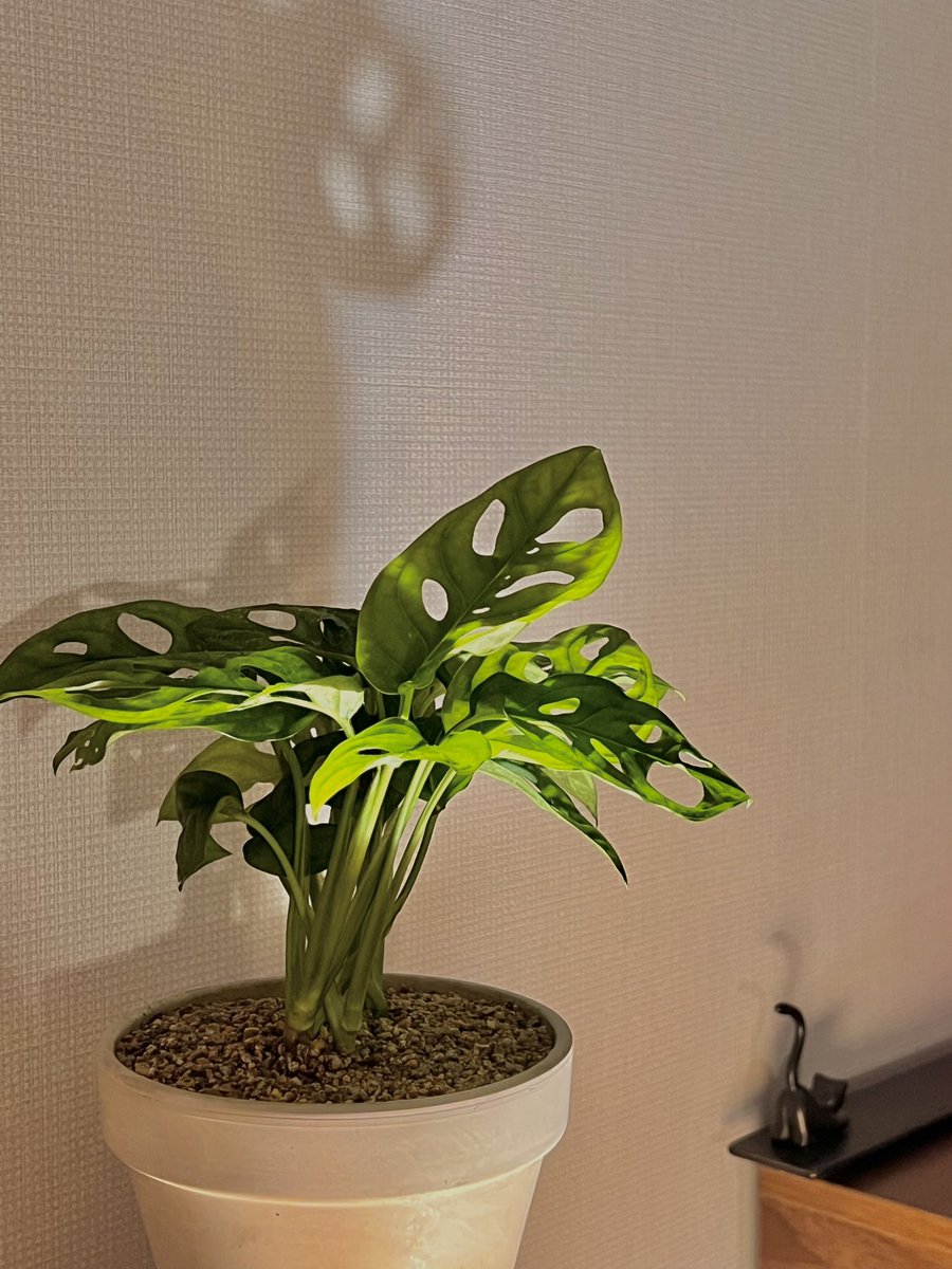 새로운 초록 가족들 ღ