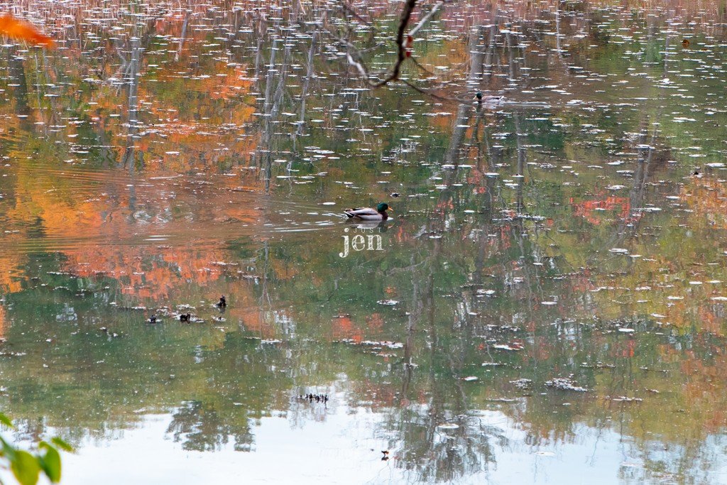 Jen_Beaul's tweet image. The fall reflections with the swimming duck made me think of painting.  So cool.
.
.
.
#jenjustshoots #interiordesign #treedesign #visualart #naturephotography #naturelover #art #artistoftheday #fallart #fallcolors #autumn #cabin #cottage #duckdecor #pond #bay #painting