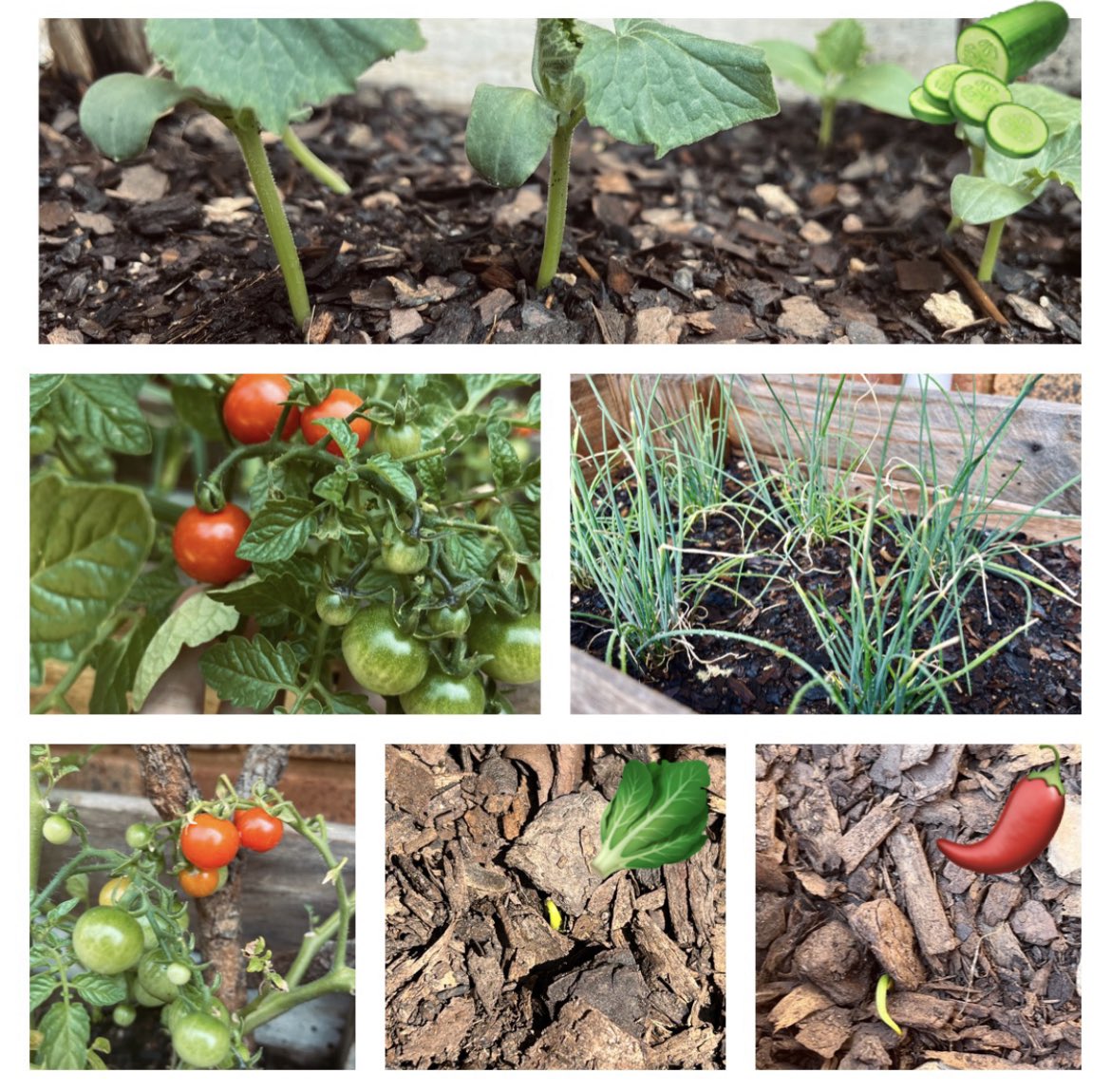 Shivan Bezuidenhout tweet media