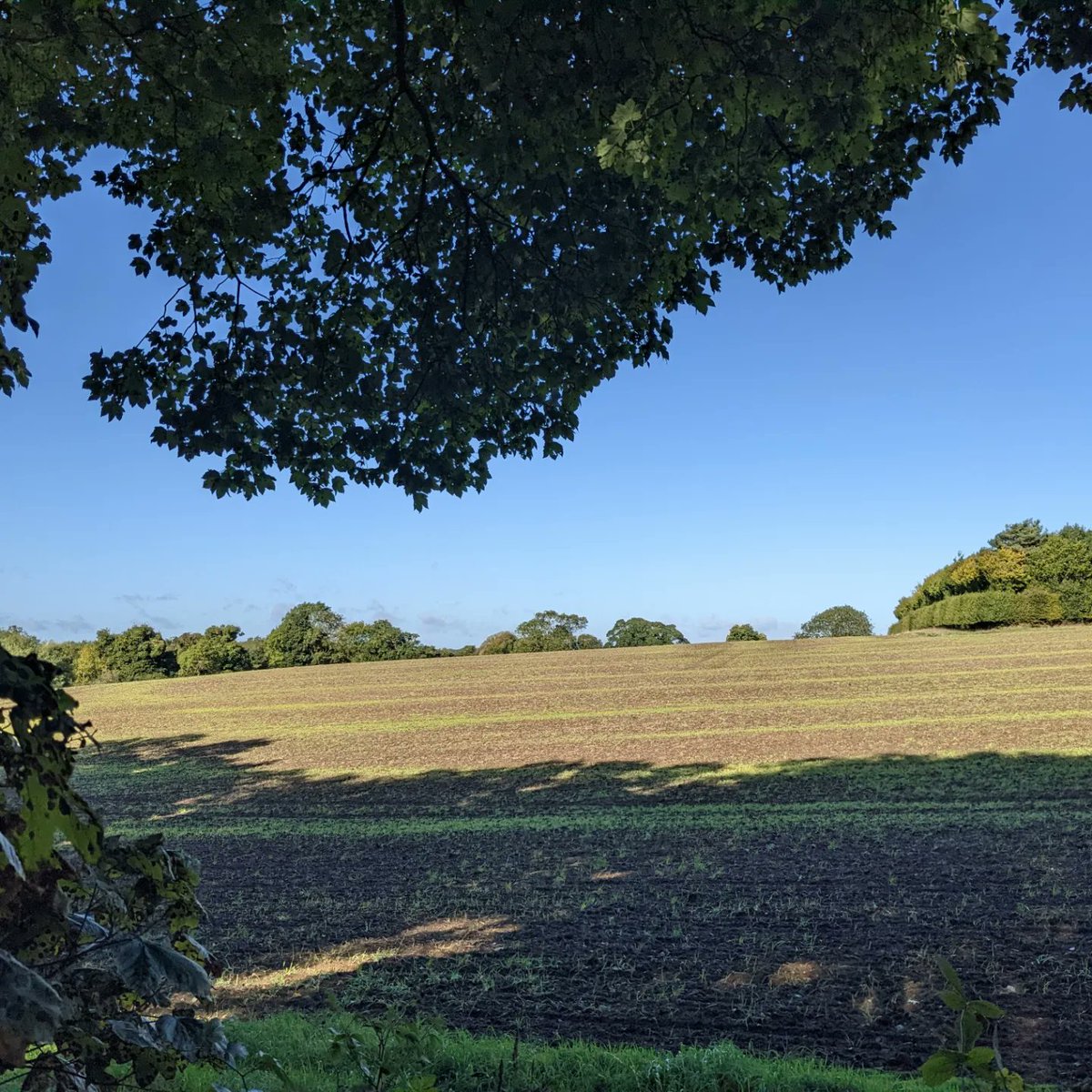 DawnAJWitney's tweet photo. Blue skies, sunlight, which path would you take?
#sunlightthroughthetrees #nirfolkskies #pathways #norfolkcountryside #maximadness #norfolklife https://t.co/1fXl8QL2BK